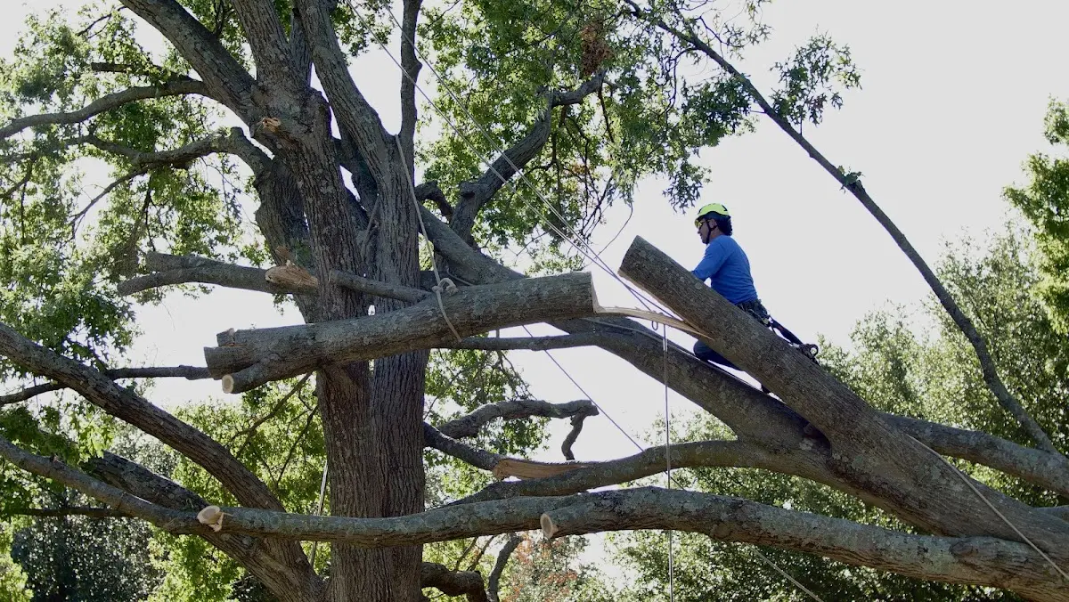 Professional Crown Thinning performed by certified arborists in Mc Queeney