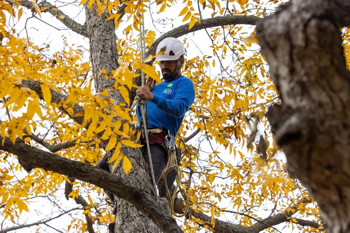 Skilled Tree Planing crew working in Mc Queeney