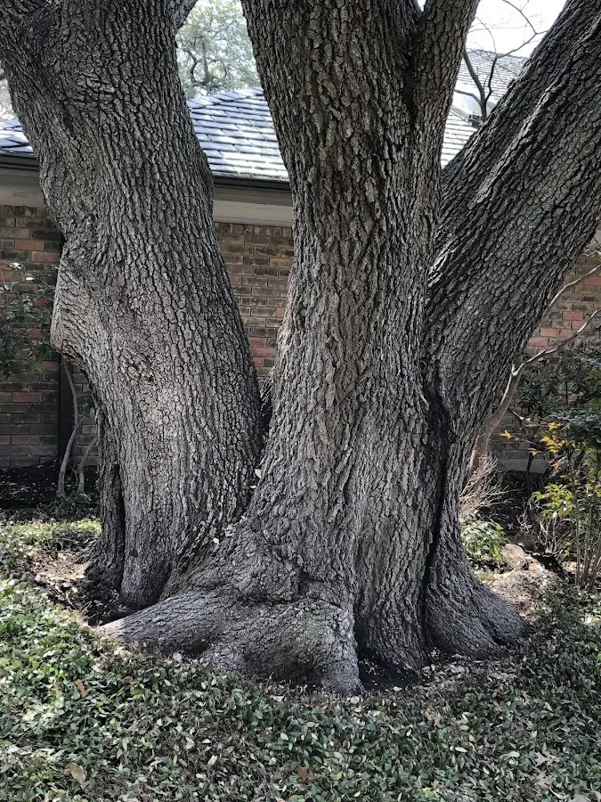 Mature heritage tree close to a Mc Queeney property cared for by certified arborists
